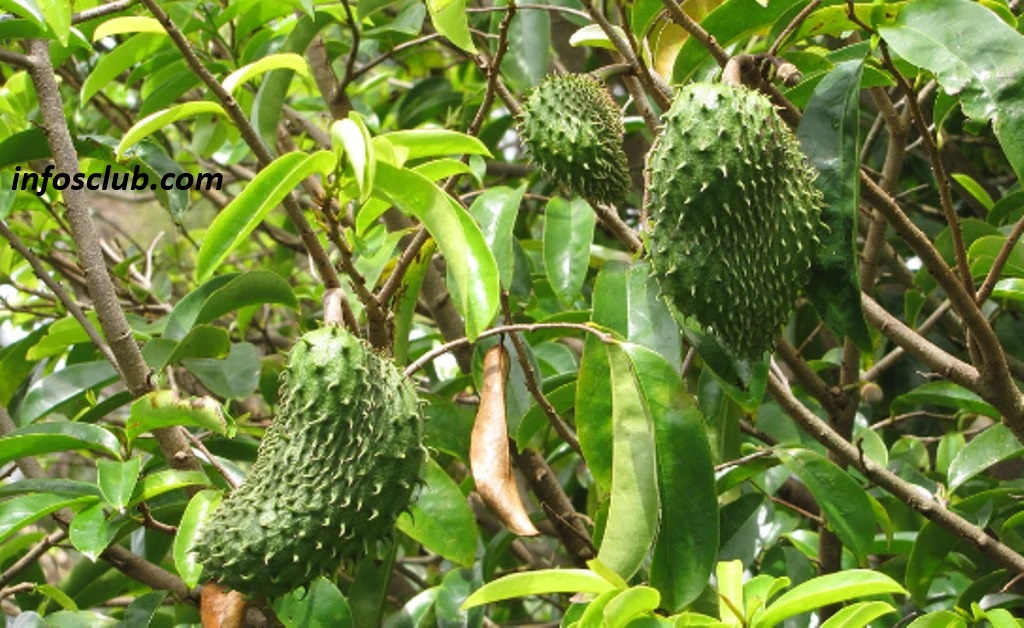 Why Soursop Is Expensive, Benefits, Side Effect And Nutrition