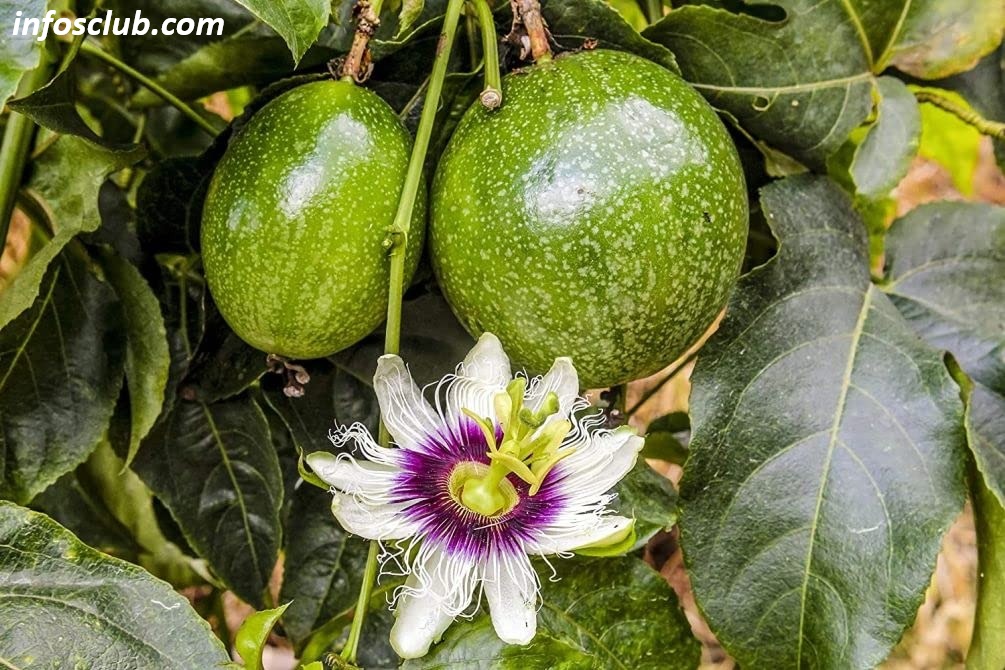 What Is Passiflora Edulis, Benefits, Nutrition And It's Summary