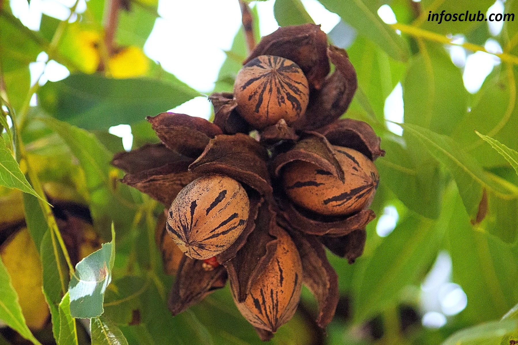 Pecans | How To Add Pecans To Your Diet, Benefits, Nutrition