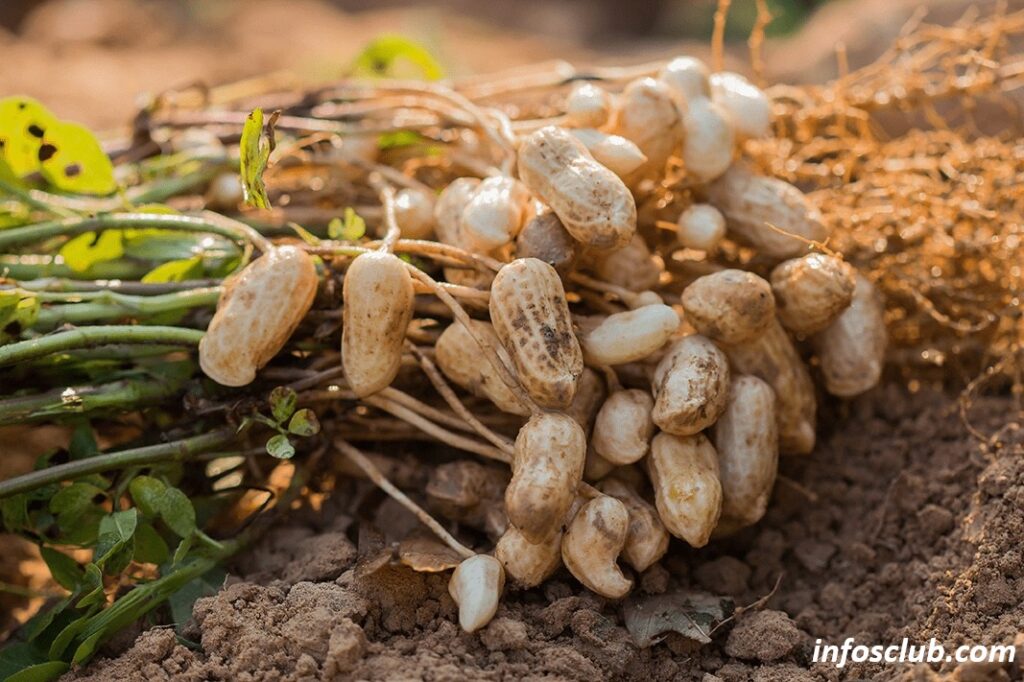 Groundnuts/Peanuts Nutrition And Health Benefits For Heart