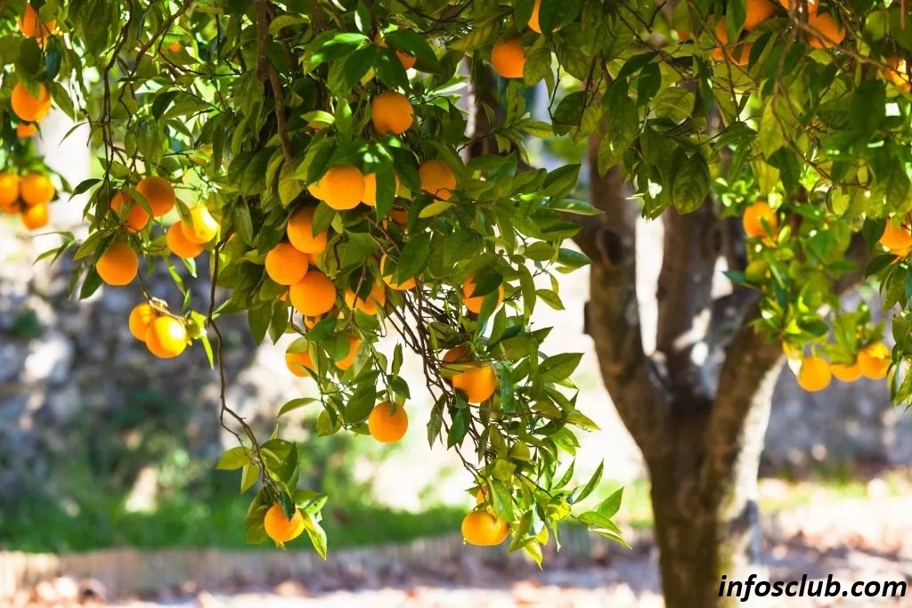 Why Do We Use Orange (fruit), Benefits, Nutrition