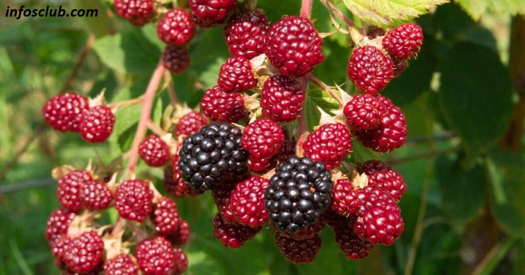 Top Best 10 Health Benefits Of Raspberries, Nutrition
