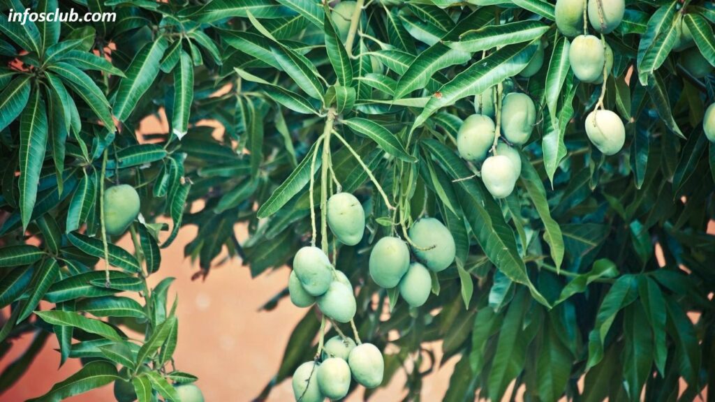 What Is Mangifera Indica, Benefits, Side Effect And It's Nutrition