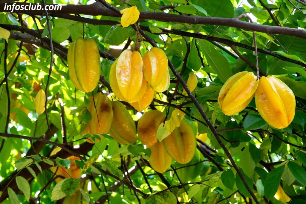 Star Fruit: What Is Star Fruit, Benefits, Side Effect, Nutrition