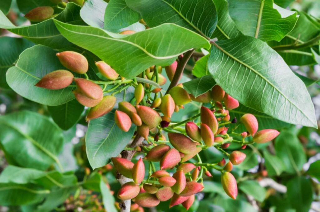 Benefits Of Eating Pistachios, Nutrients And History
