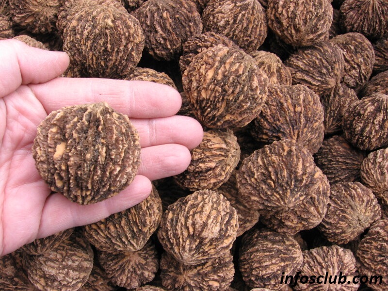 Black Walnut Benefits And Side Effects And Nutrition