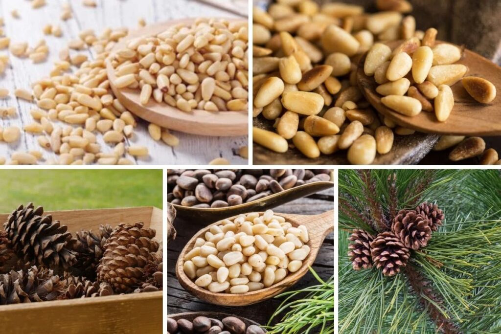 Pine Nut/Chilgoza Benefits For Males And Females, Nutrition