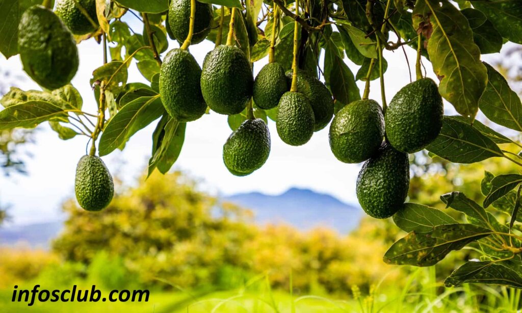 What Are The Benefits Of Avocados, Nutrients And InFormation
